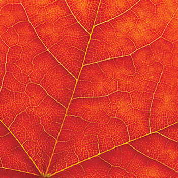 Red Laurier leaf