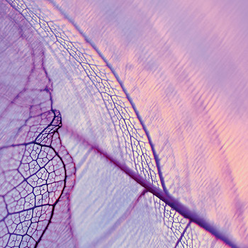 Purple leaf with veins