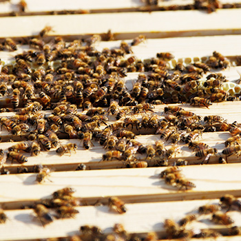 Image - Research abuzz with new apiary on Laurier’s Brantford campus
