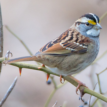 Image - Biology Professor Scott Ramsay speaks on CBC Radio about a 'viral' birdsong