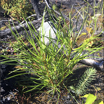 Black spruce seedling