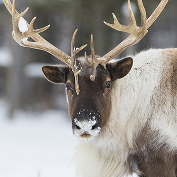 Researcher forecasts shifts in northern boreal caribou habitat due to climate change.