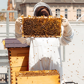 Image - Apiary on Laurier’s Brantford campus helps with sustaina-BEE-lity initiatives